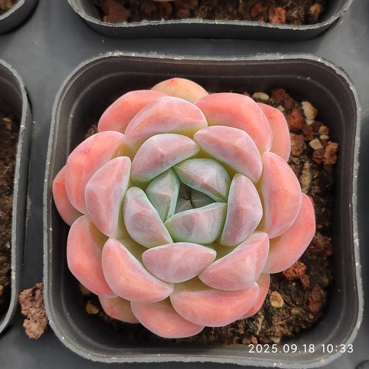 LMM336 ピンク　モリー（6.5cm pot）
