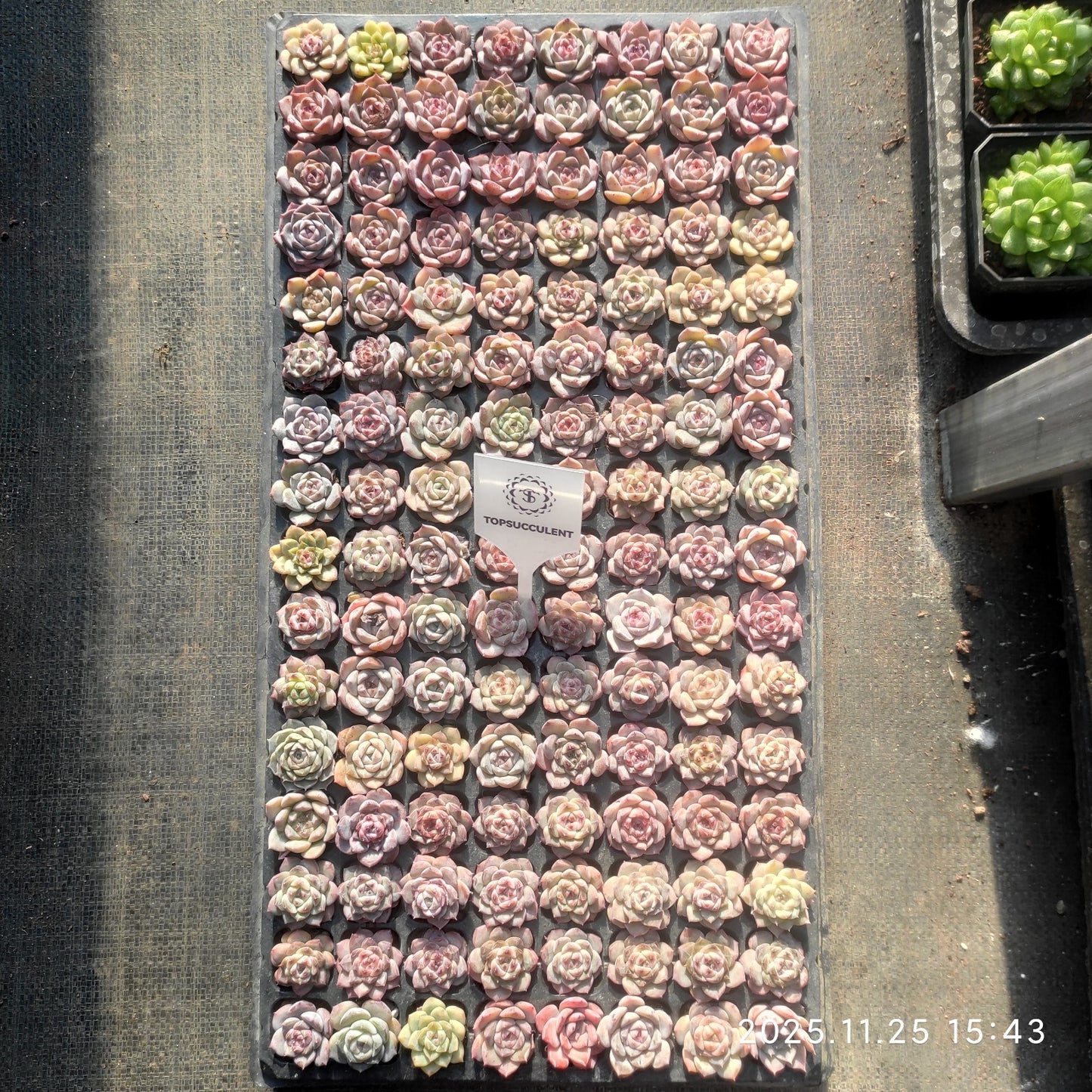 220531 アイススピリット hyb（3cm pot）（ポット苗）