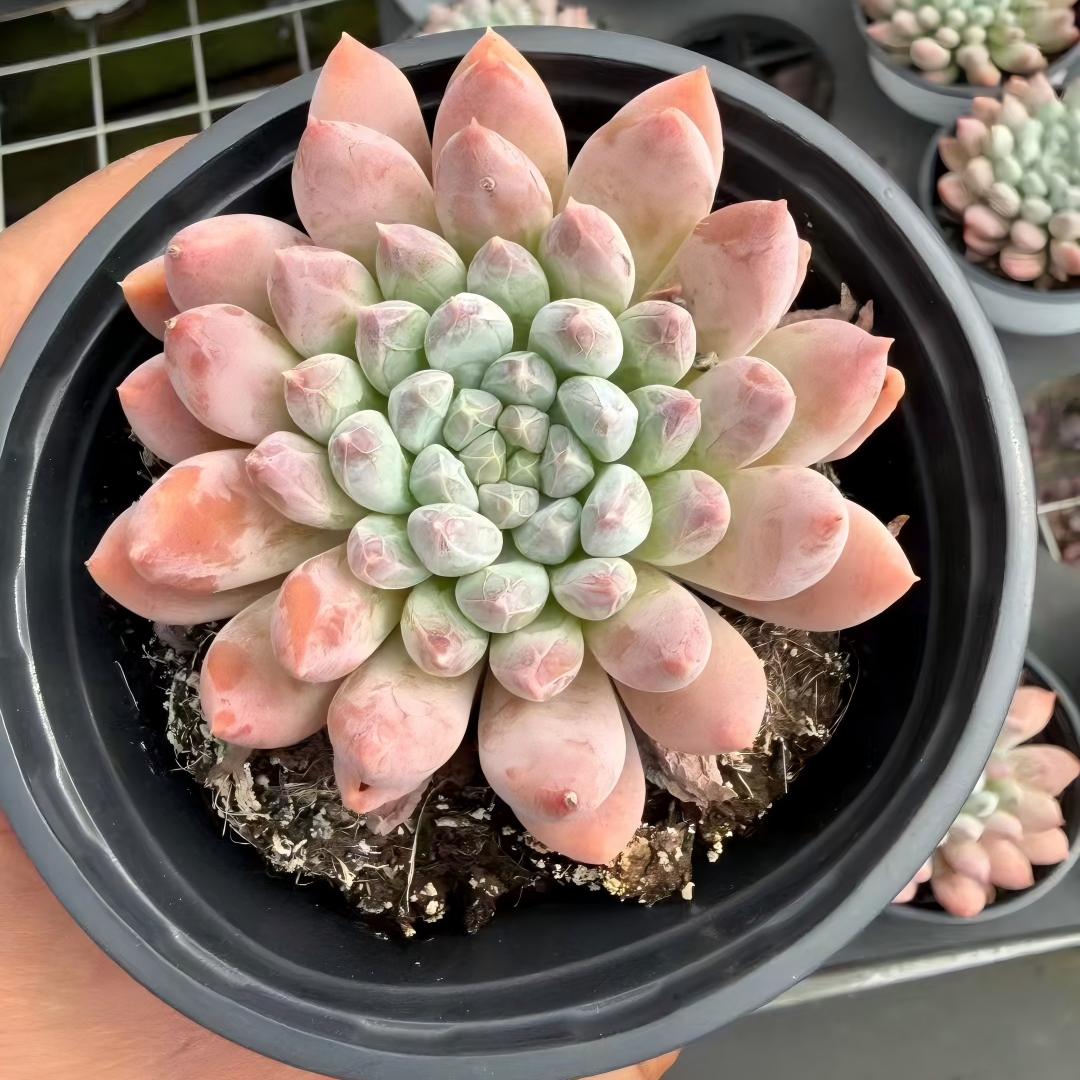 BL2074 ファントム　ビューティー（9cm pot）
