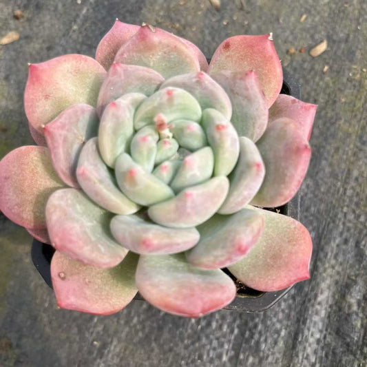 16091 新品種　オビフェルム　Hyb