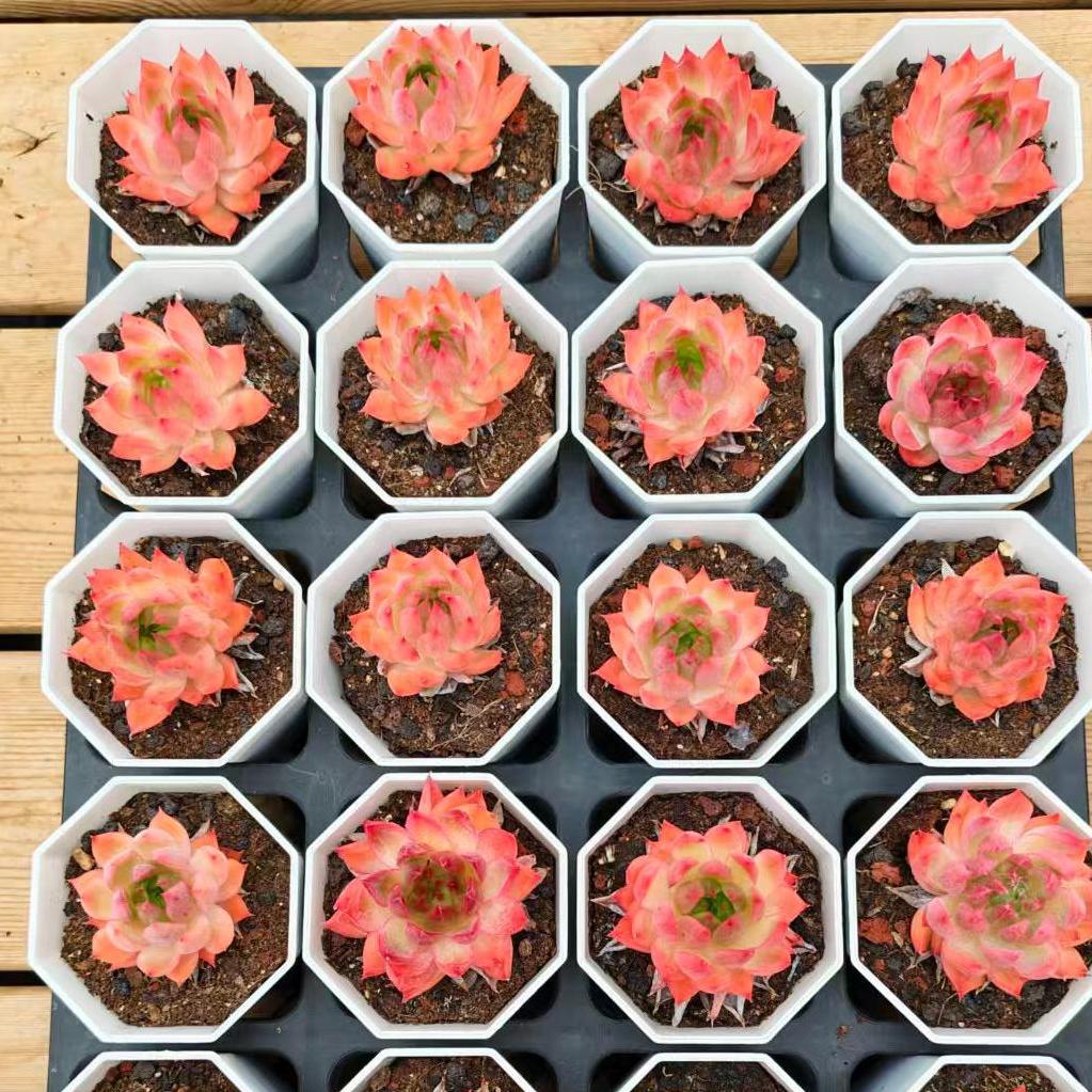 数量限定の新商品（抜き苗）普通苗20251030 – Top Succulent®