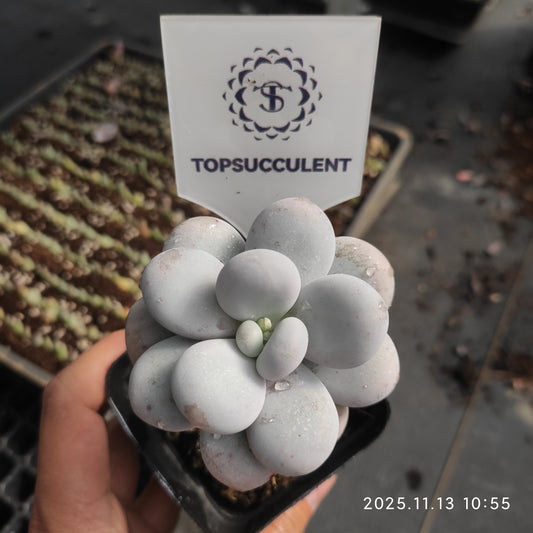 6846 オビファーラム　ムーン　ストーン（7cm pot）