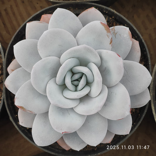 22329 ラウィ（16cm pot）