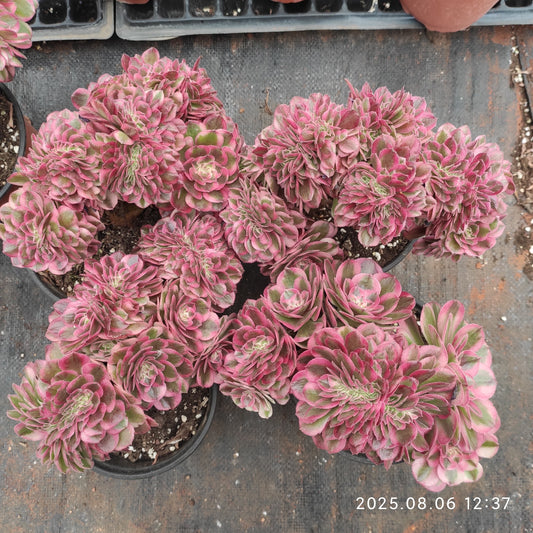 THH038 アエオニウム　ゴージャス綴化（15cm pot）