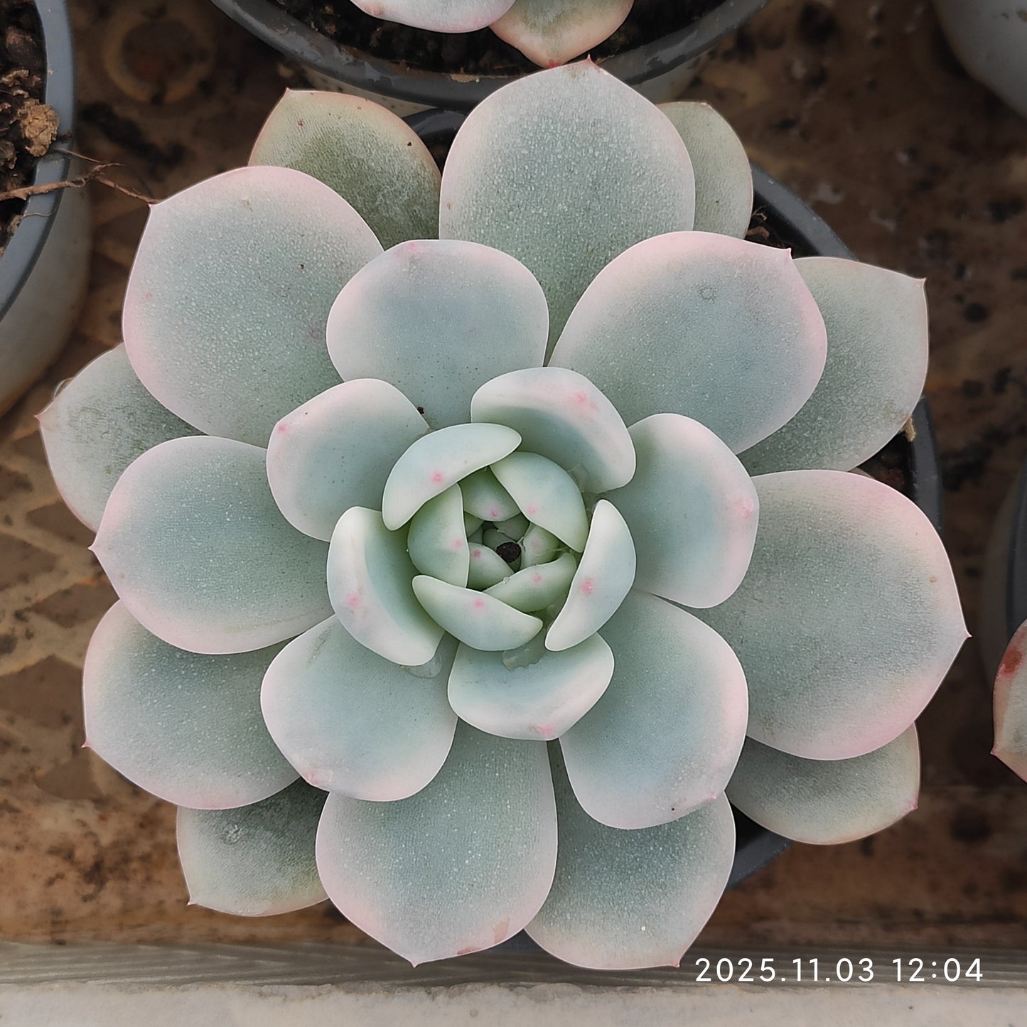 22338 オレンジモンロー錦（9cm pot）