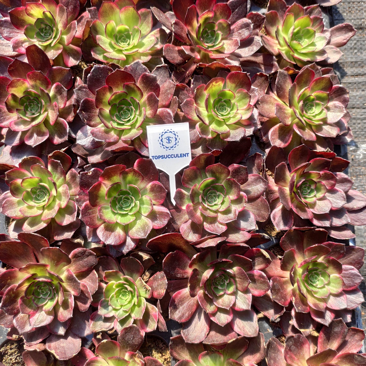 24627 マジック　ピル