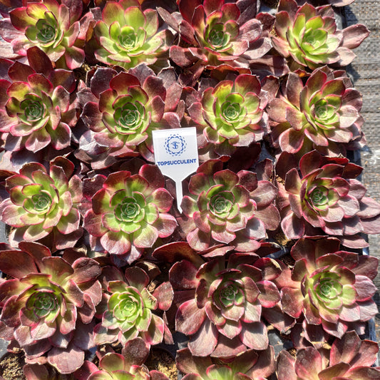 24627 マジック　ピル