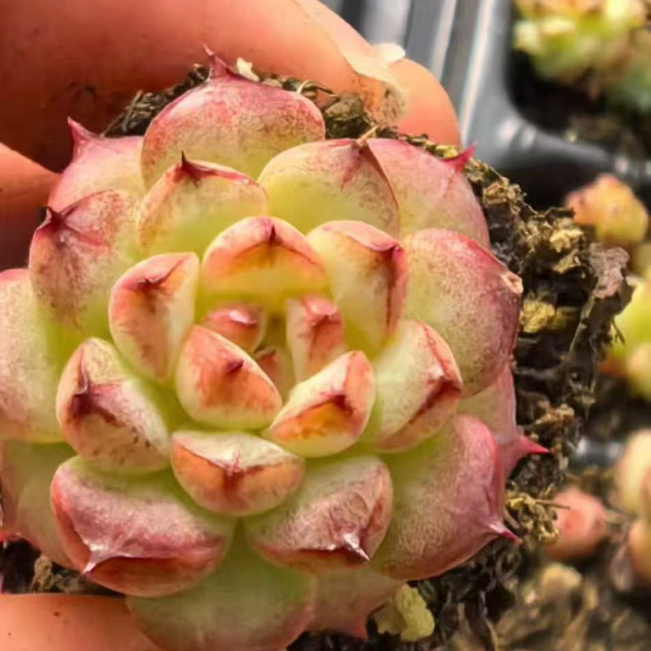 23514 ワイト　スージェオングHyb（3cm pot）