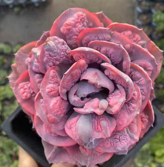 BL1659 レインドロップス錦（14cm pot）