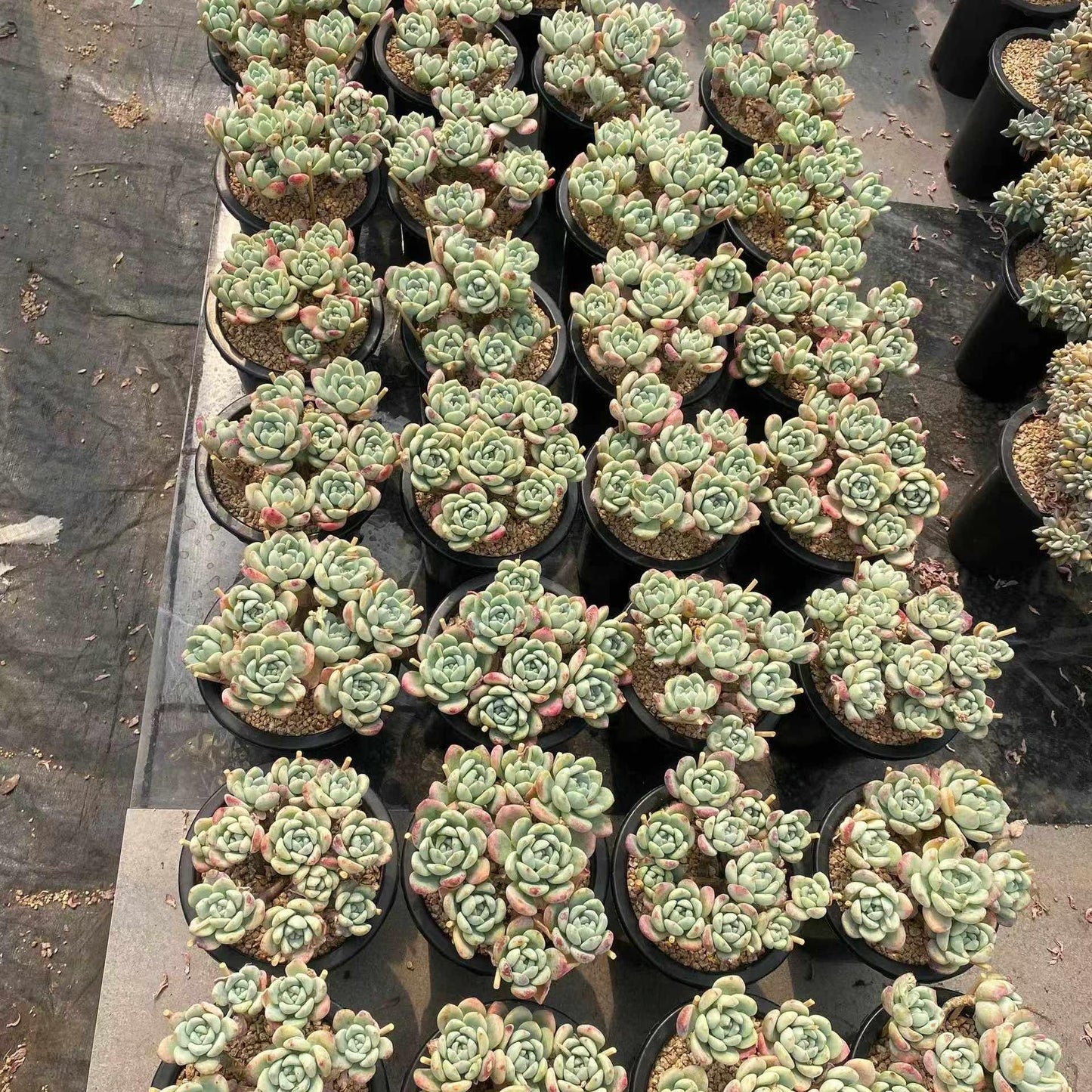 360023 クラバツムhyb