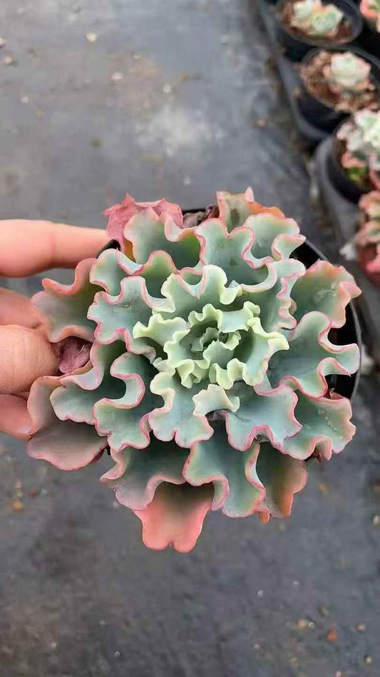 262791 アクエリアス