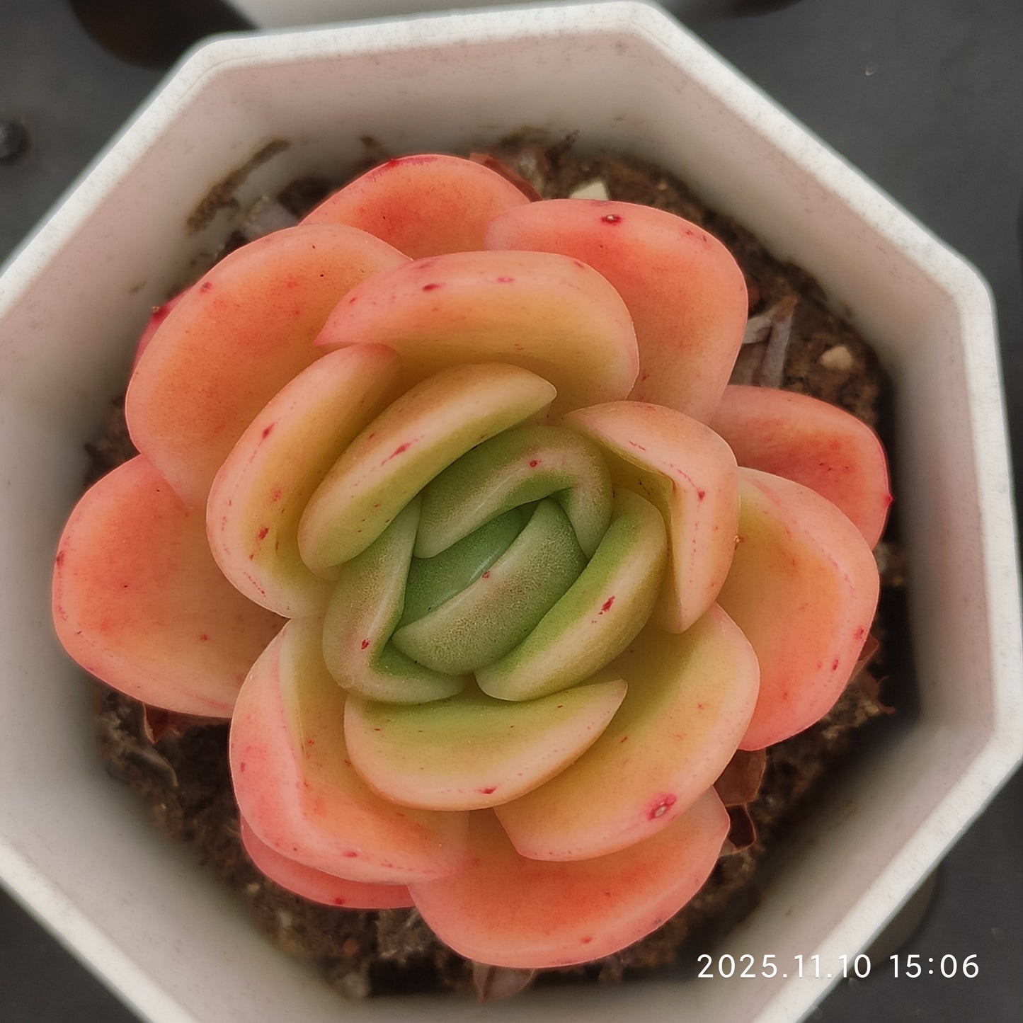 22605  アイスローズ（6.5cm pot）