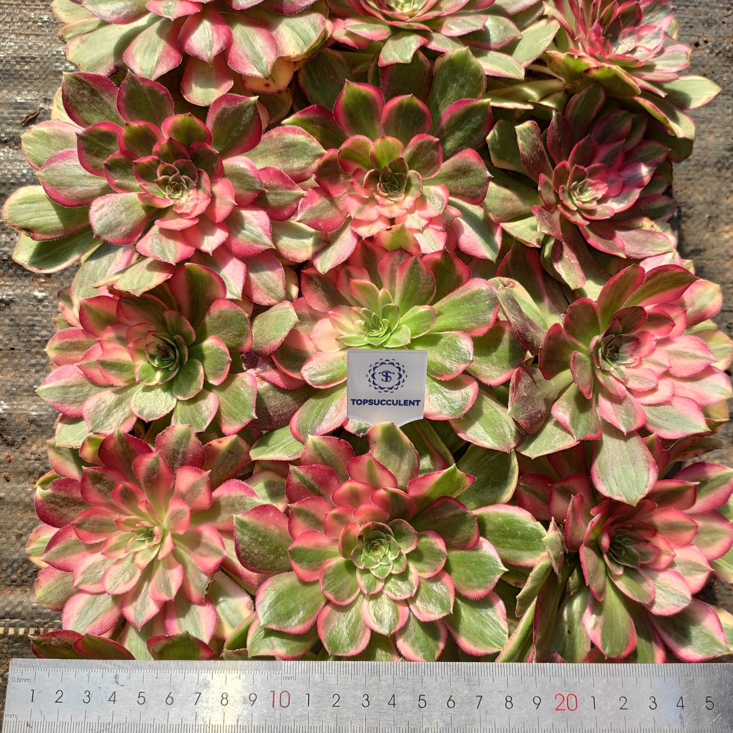 24612 レッド　キャット