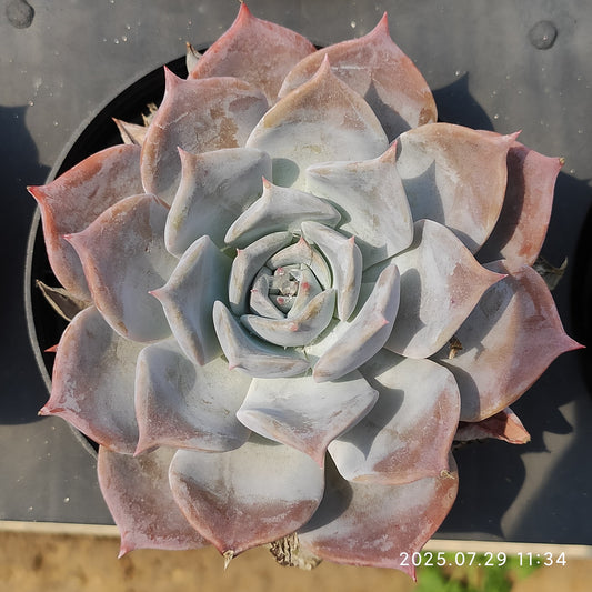 ZZA181 スノー ビューティー（11cm pot）