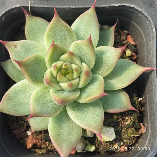 LYC152 トスカーナ（6.5cm pot）