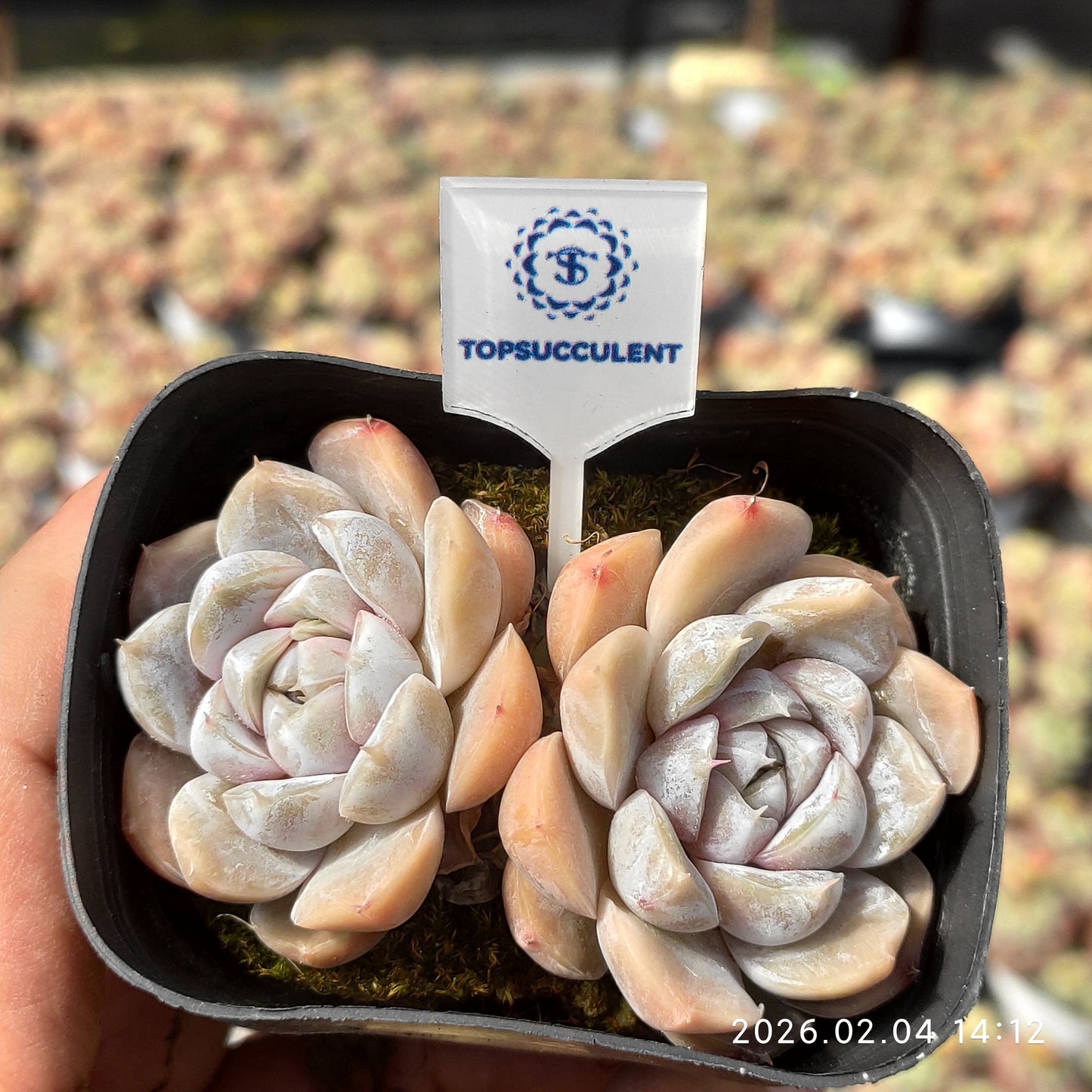 25942 タイニーバーガー