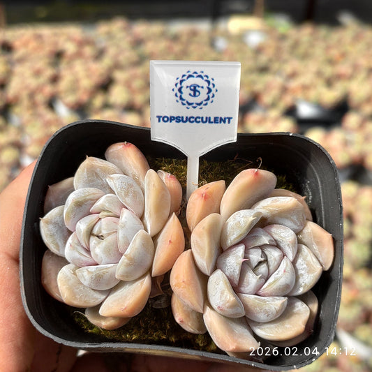 25942 タイニーバーガー