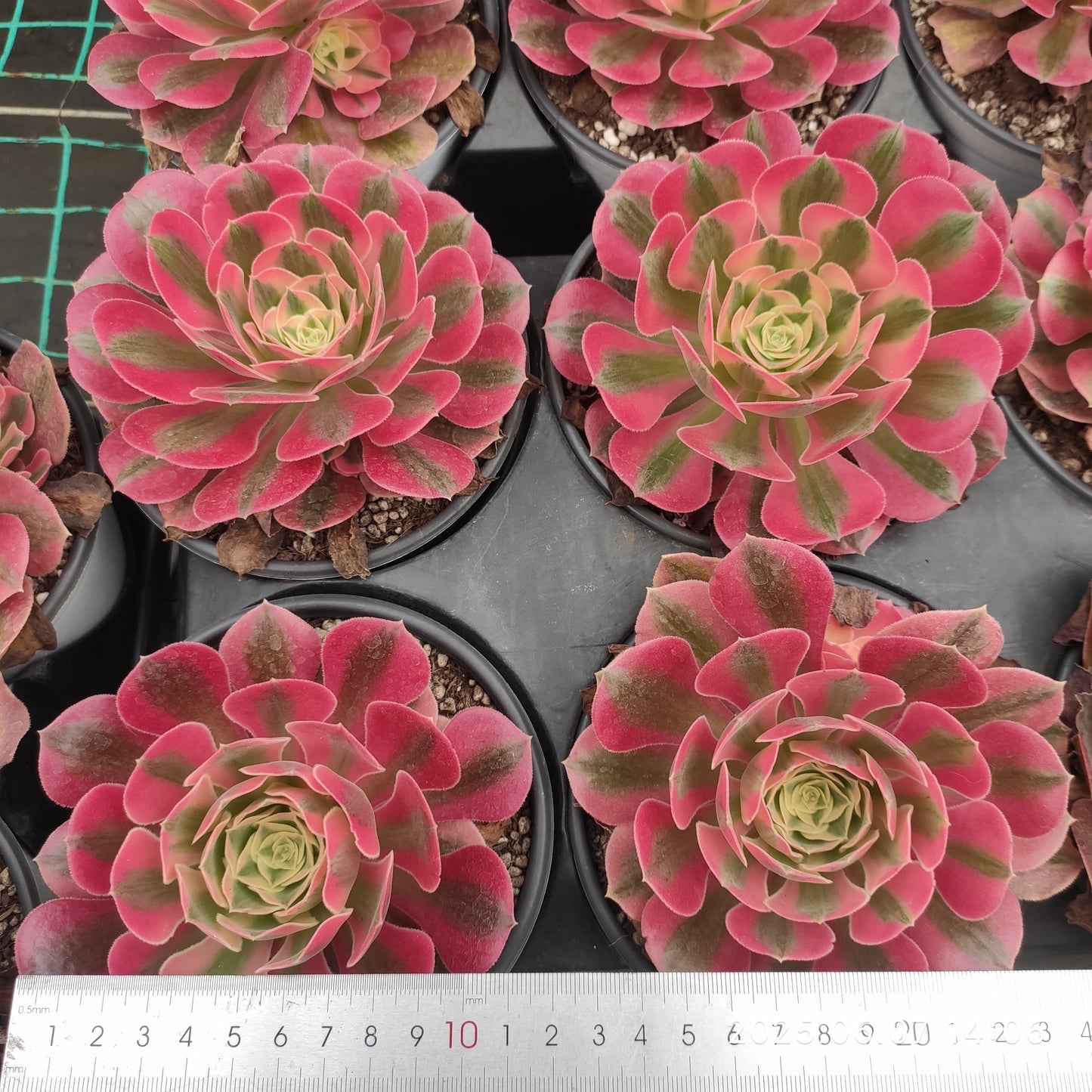 MMY1201 ウィッチ（12cm pot）