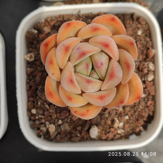 WWA377 アグリーコブ（5.5cm pot）