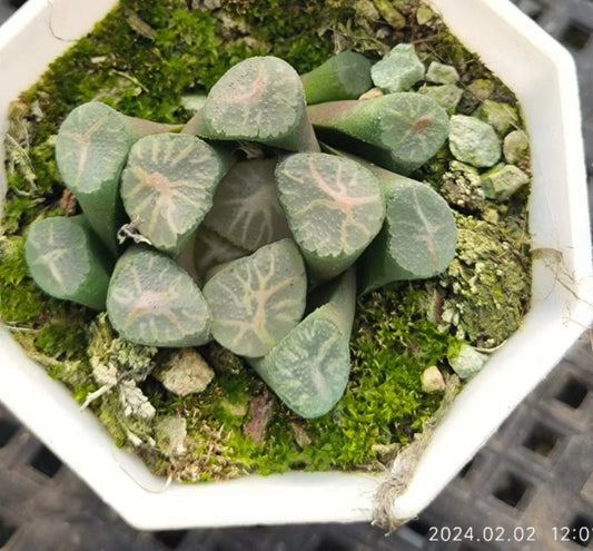 7357 祥雲 ショウウン