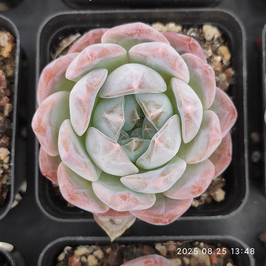 WWA304 モンロー Hyb (7cm pot)