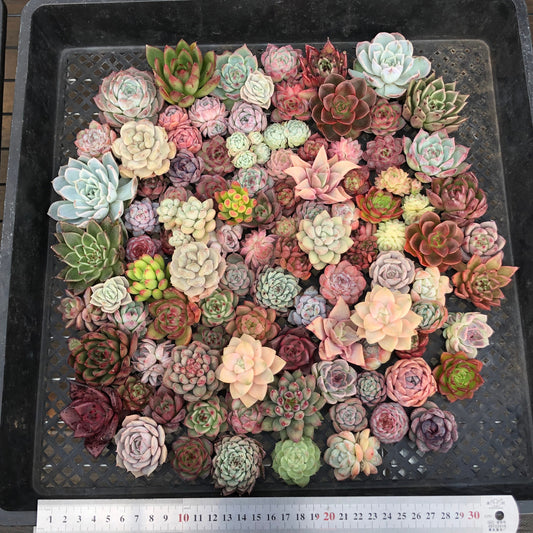 17856 ミックス苗 (穴トレー苗) 05