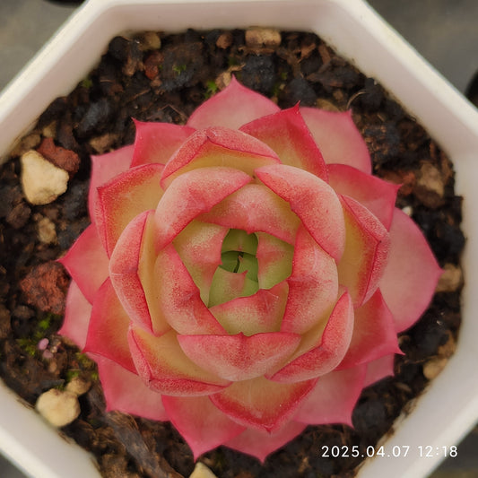 DQ095 ブルー・ムーン hyb (7cm pot)