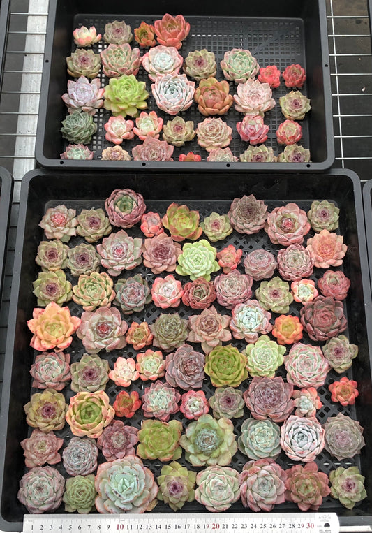 20076 ミックス苗100株（4cm pot）02