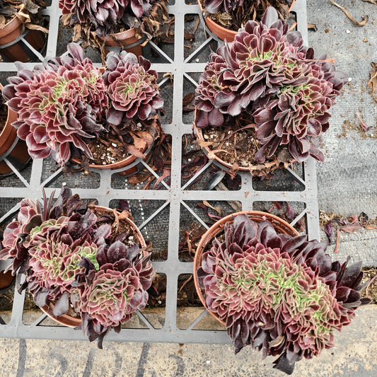 ZXX350 アーボーリーウム　ベルア綴化（12cm pot）