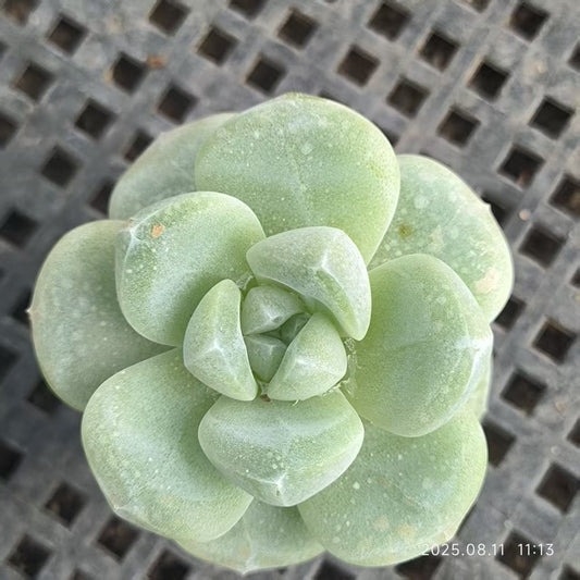 HBY022 アイスグリーン (5cm pot)