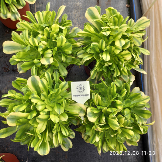 23290 アエオニウム　ゴールドジェイド（18cm pot）