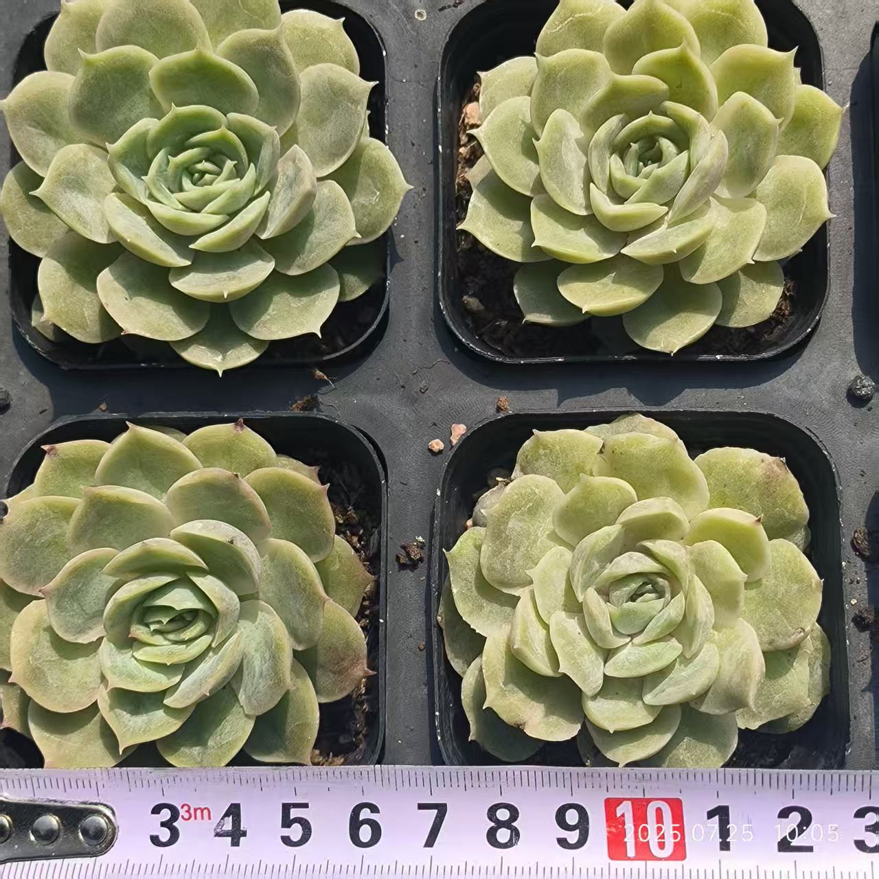 GR407 オンスロー（6.5cm pot）