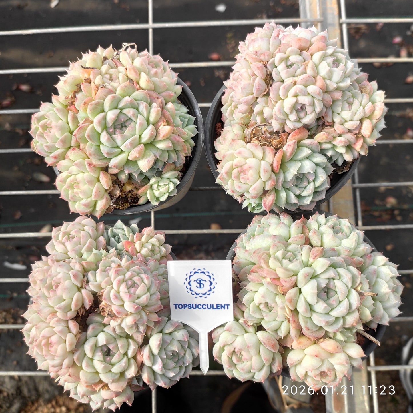 25085 アルバ美尼