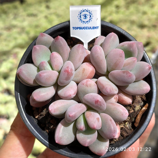 25633 パウダースノーボール