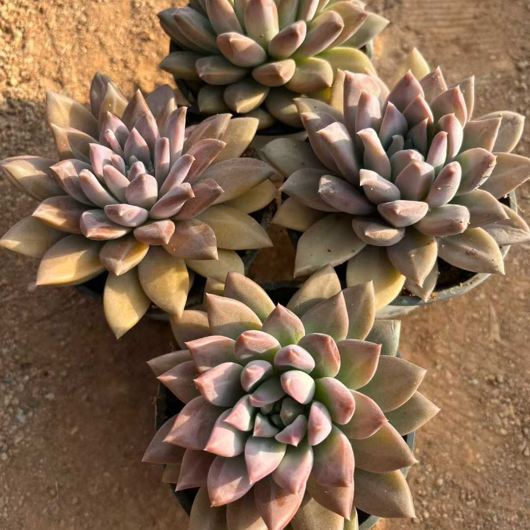 24084 ファントム　ビューティーHyb