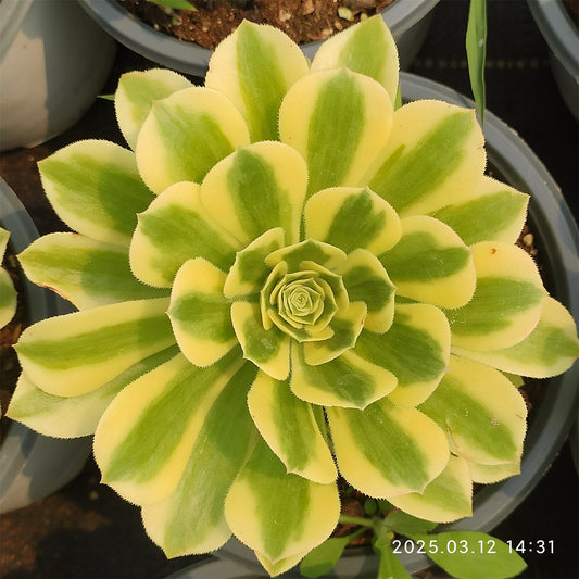 YF060 マバッハー（15cm pot）