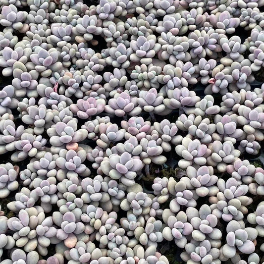 23216 アメジスチヌム（3cm pot）