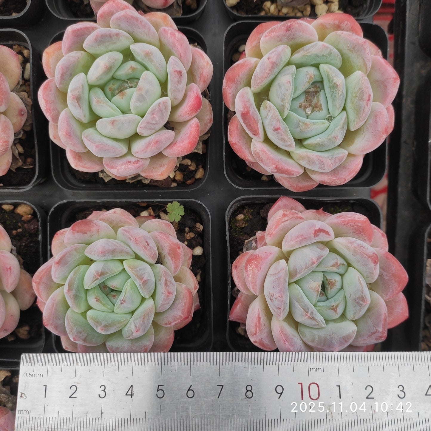 20775 シック　モンロー（7cm pot）