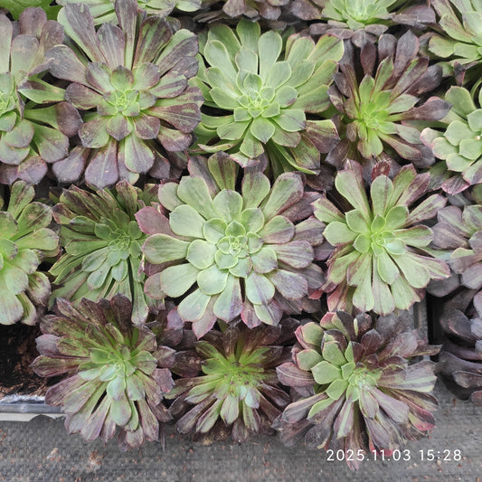 21314 モラーンディー（7cm pot）