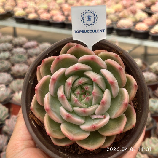 22090 モンロー x シャンペーン