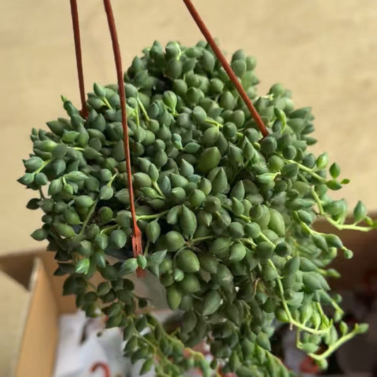 25341 ストリング　オブ　レーンドロプス