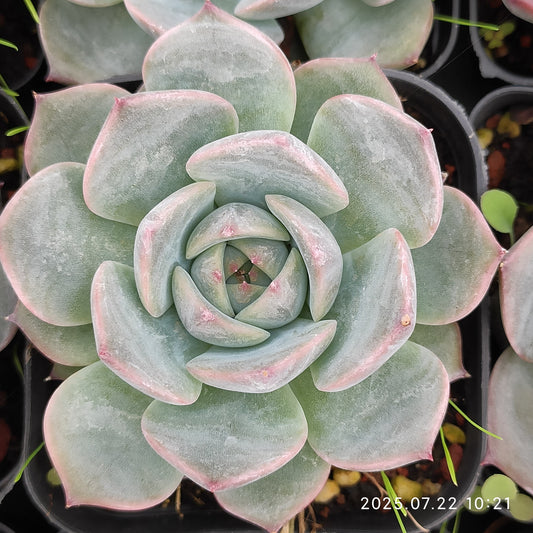RC062 チワワエンシスHyb（7cm pot）