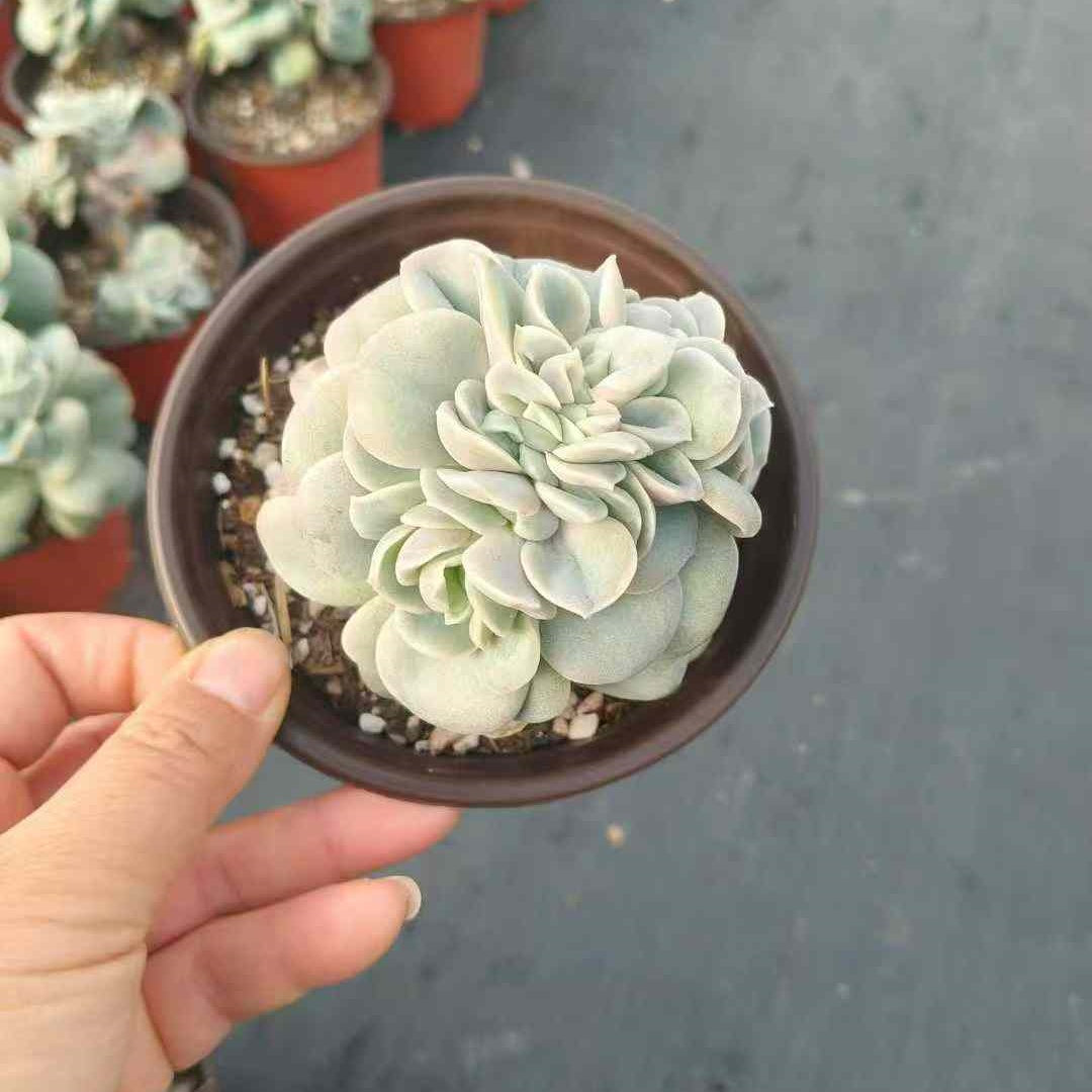 23599 ラブリーローズ綴化（12cm pot）