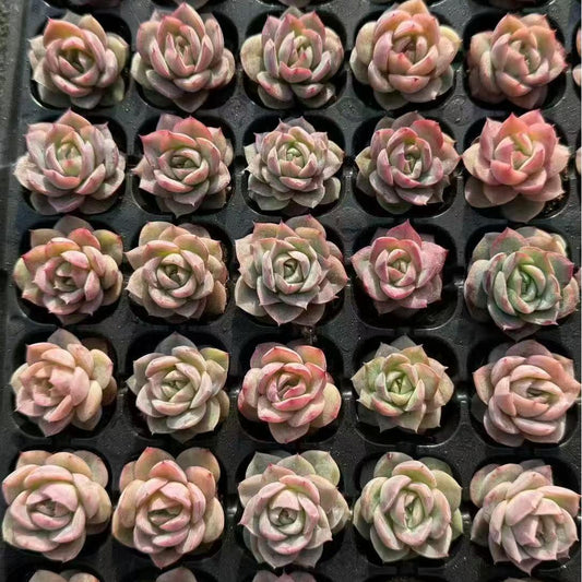 XS1037 ベリー x シルエット（3cm pot）