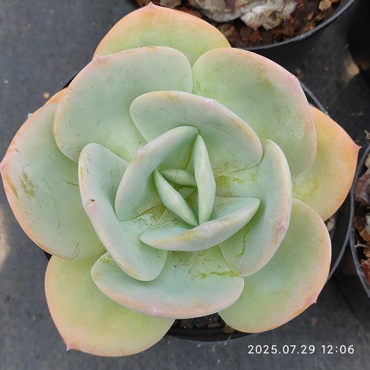 ZZA305 ホワイトフェニックス（12cm pot）