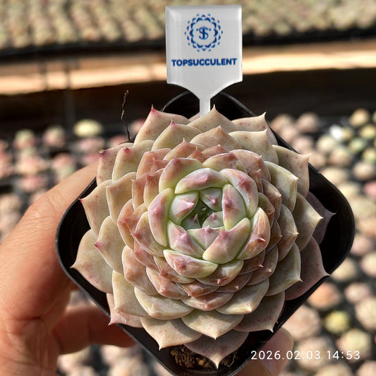 25687 クリスマス ローズ