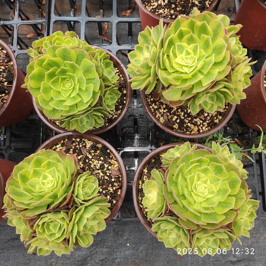 THH055 レーン　ロータス（15cm pot）