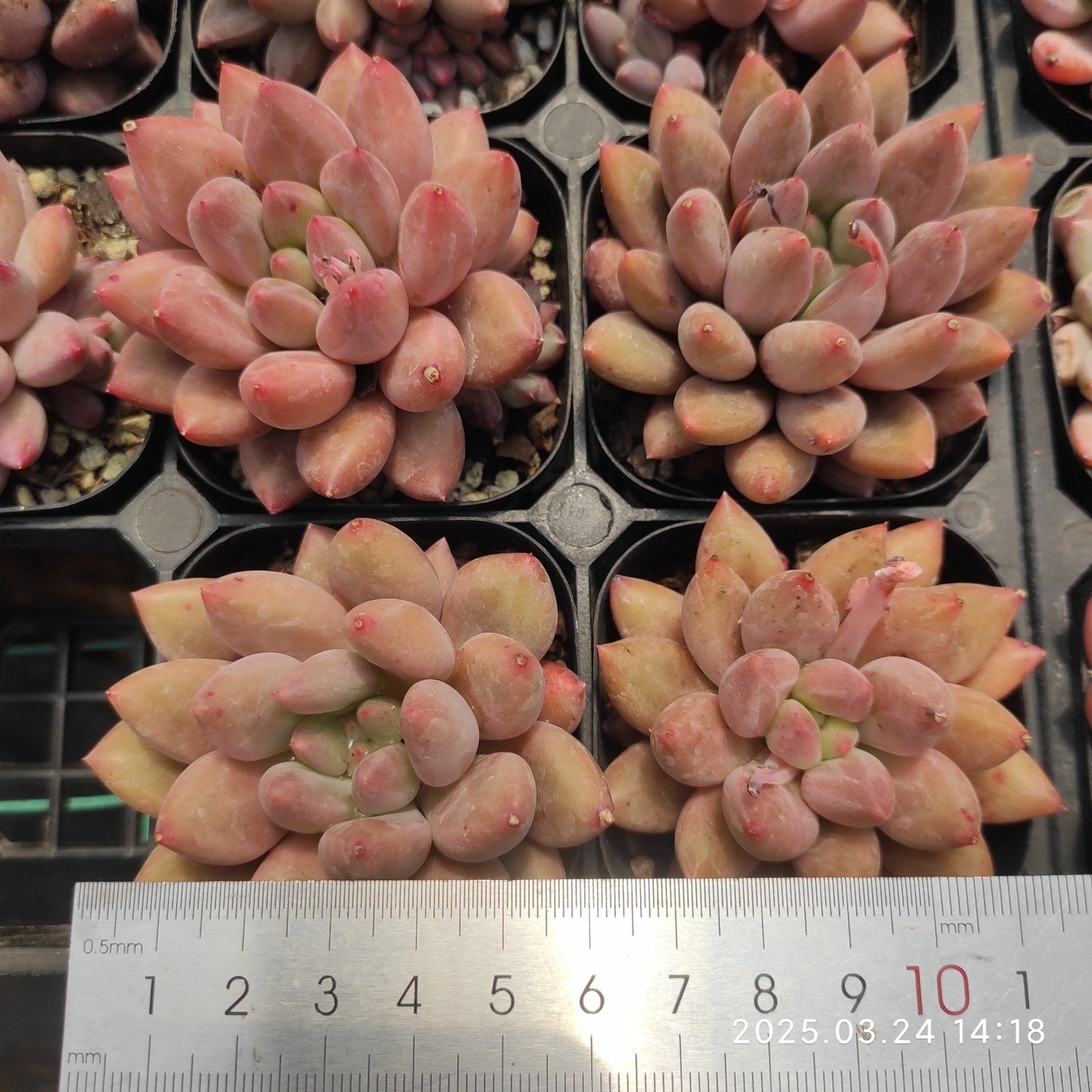MMY390 ゴールドフィッシュ  （6cm pot）