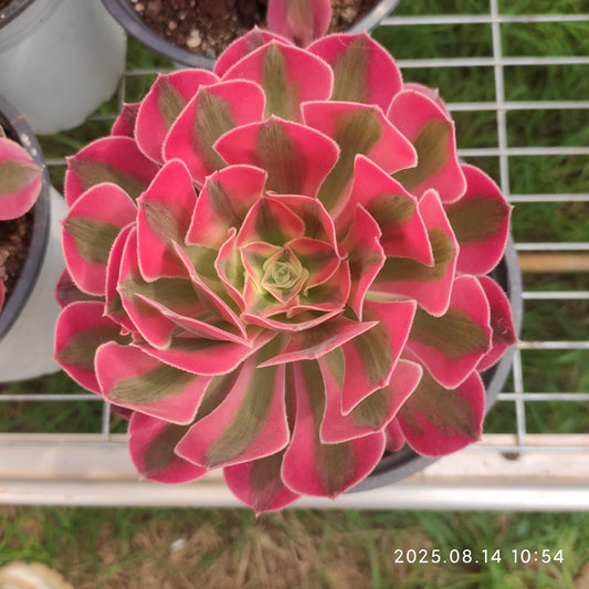 YS269 アエオニウム　ウィッチ（17cm pot）