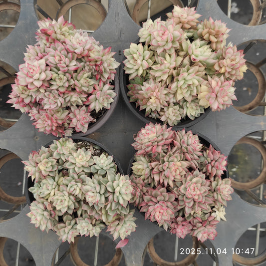 19954 女雛錦（9cm pot）